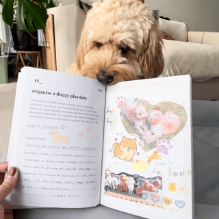Your Paw Adventures