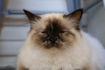 Namrib - Birman Cat Breeder