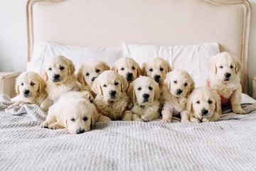 ALUBYC Golden Retrievers