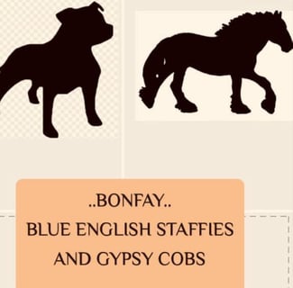 BONFAY Staffordshire Bull Terriers