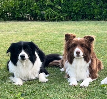 Alleeway Border Collies
