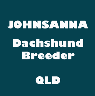 Johnsanna - Dachshund Breeder - QLD