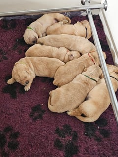 Sundaygold Golden Retrievers