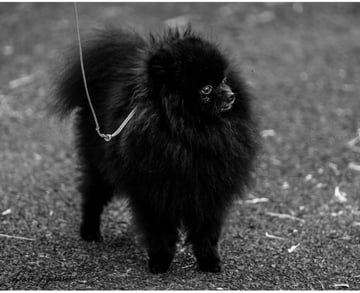 Pomarmour Pomeranians