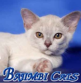 Bajimbi Cats - Burmese, Oriental, Siamese, Ragdoll Breeder - Sydney, NSW