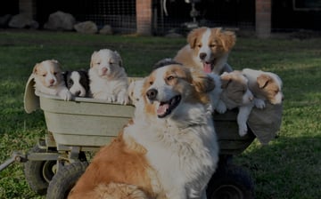 Rivermaid Border Collies 