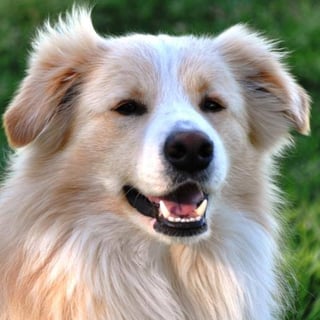 Rivermaid Border Collies 