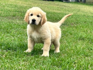 Sunryz Golden Retrievers