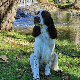 Esspree English and Welsh Springer Spaniels