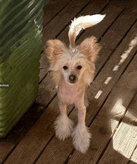 Cadiz - Chinese Crested Dogs & Afghan Hound Breeder - Adelaide, SA