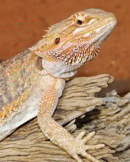 SEQ Reptile Boarding - South East QLD