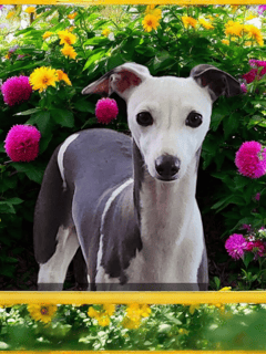 Meligjoy Italian Greyhounds