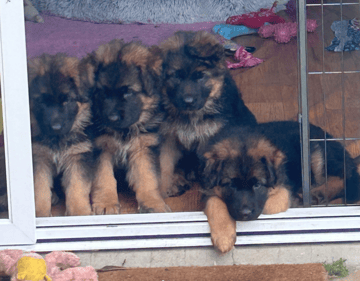 Aurelan German Shepherds