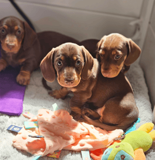 Jirancotoys Miniature Dachshunds 