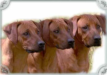 Chilolo - Rhodesian Ridgeback Breeder - Toowoomba, QLD