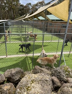 Yarrambat Kennels & Cattery