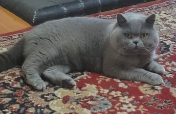 BEEZKNEEZ BRITISH SHORTHAIRS