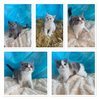 BarbieKatz British Shorthair Cats