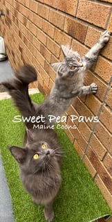 Sweet Pea Paws Maine coons