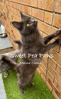 Sweet Pea Paws Maine coons
