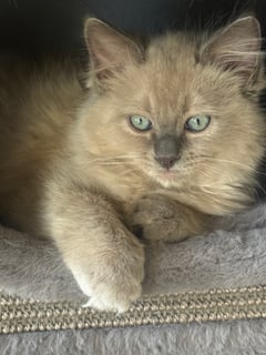 Royal Ragdolls Empire