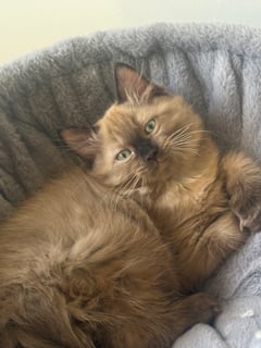 Seal mink male Royal Ragdolls Empire