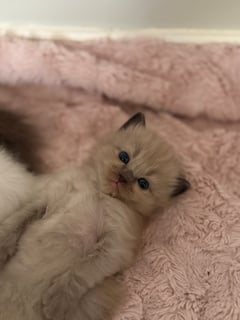 Royal Ragdolls Empire