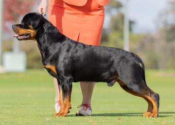 Klasik Rottweilers