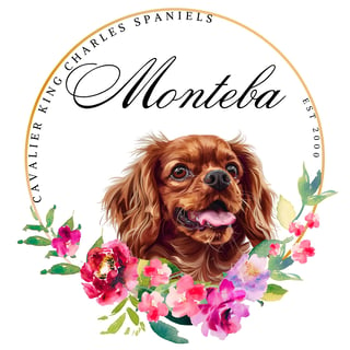 Monteba Cavalier King Charles Spaniels