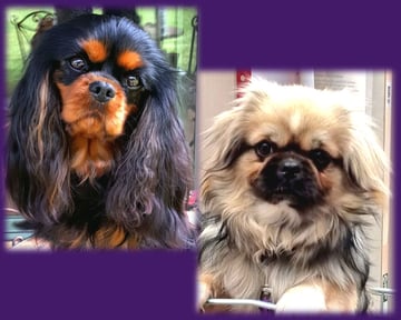 Edenridge Cavaliers & Tibetan Spaniels 