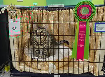 Benjoh Bengals