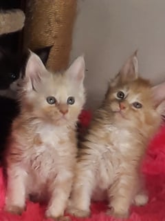 Sunny Kittens - Pure Bred Main Coon Kitten Breeder