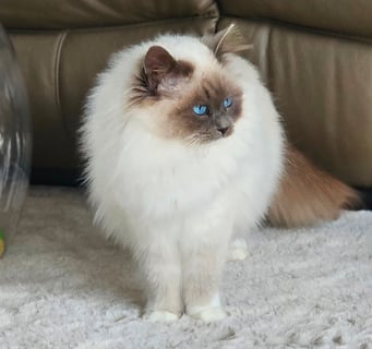 Smurfette BrightStar Birmans