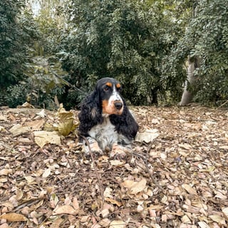 Ashline English Cocker Spaniels