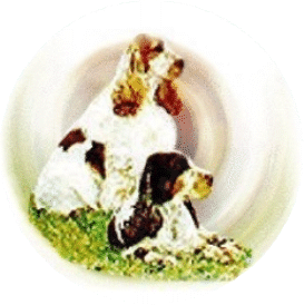 Gunwise Cocker Spaniels