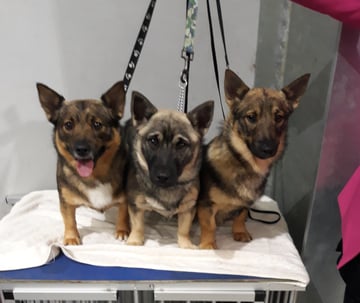 LOKYNNDA Swedish Vallhunds