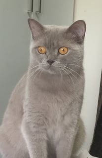 Salah British Shorthair Cattery