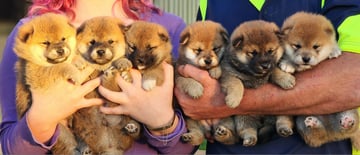 Okelani Shiba Inu