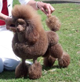 Adithe Toy Poodles - Poodle Breeder - Brisbane, QLD