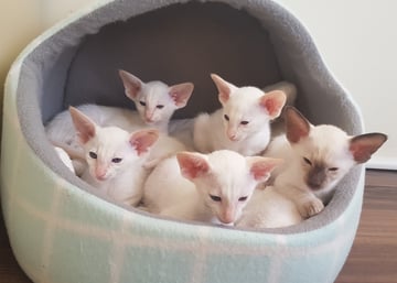 Everest Siamese Cats