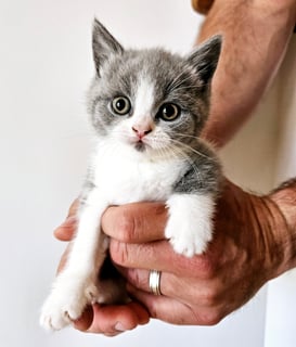 Bells British Shorthair, San Remo, WA