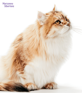 Marzanna Siberians