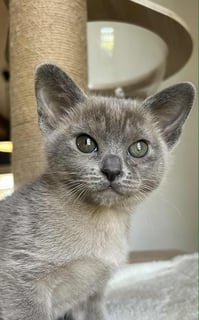 ColinVale Burmese