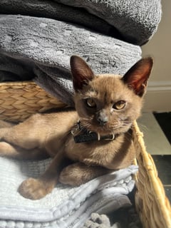 ColinVale Burmese