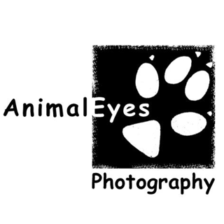 Animal Eyes Pet Photography - Sydney