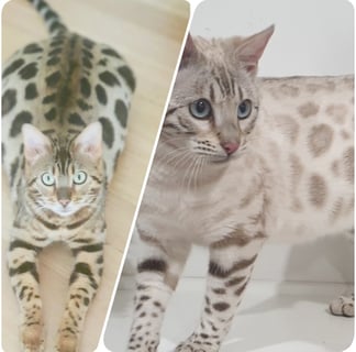 Nardoo Bengals