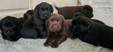 FITZMOXON LABRADORS 