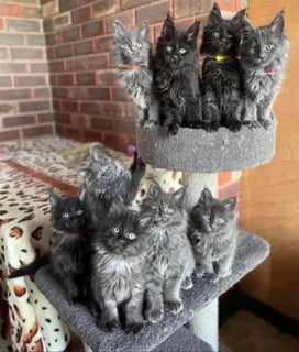 Stargon Maine Coons Australia 