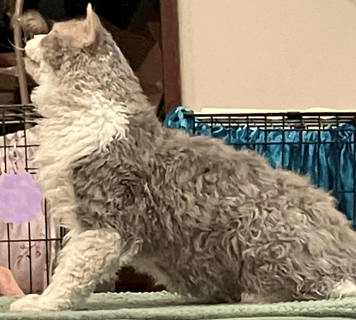 BUMPKINZLUV SELKIRK REX