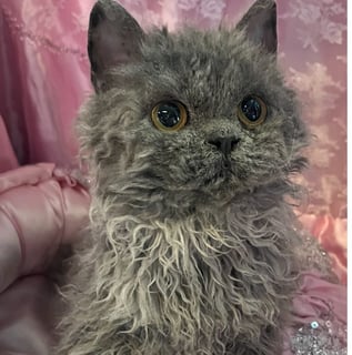 BUMPKINZLUV SELKIRK REX